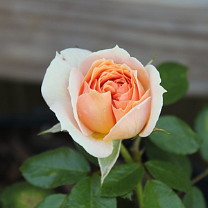 Ružičasta - Ruža - Garden of Roses® - 